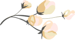 つぼみのイラスト