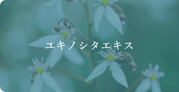 ユキノシタエキス