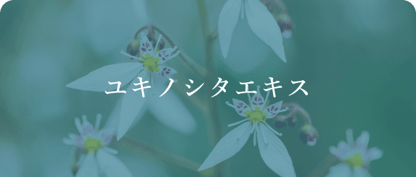 ユキノシタエキス