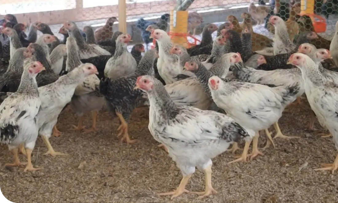 比類なき高タンパク低カロリー