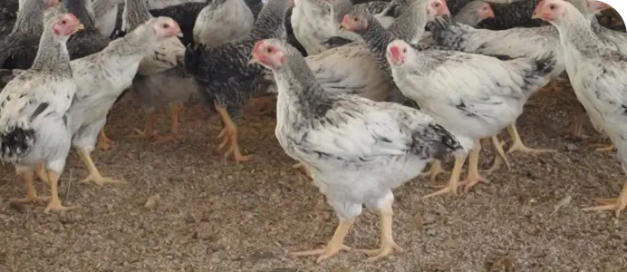 比類なき高タンパク低カロリー