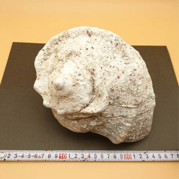 夜光貝 貝殻 1.8kgサイズ
